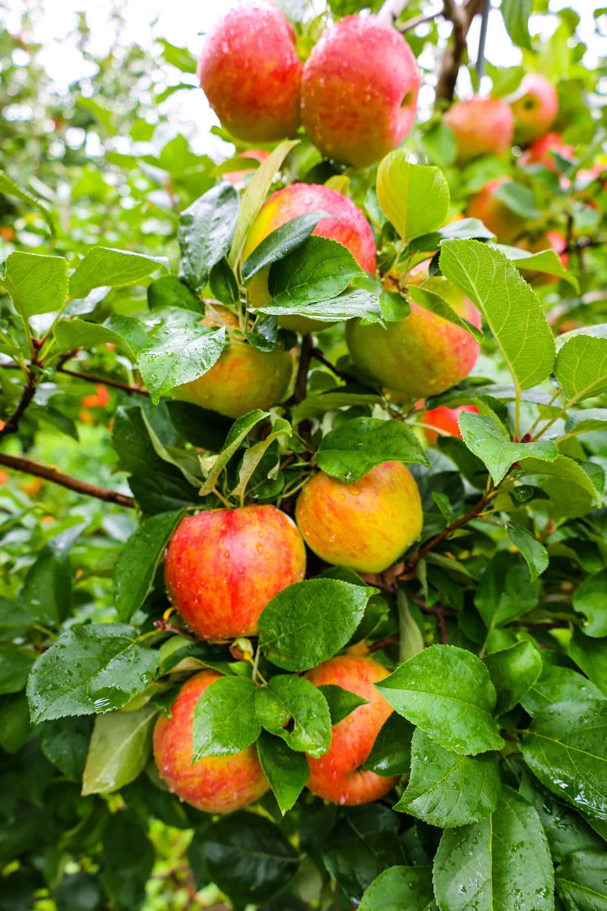 Apples from vermont to make apple cobbler