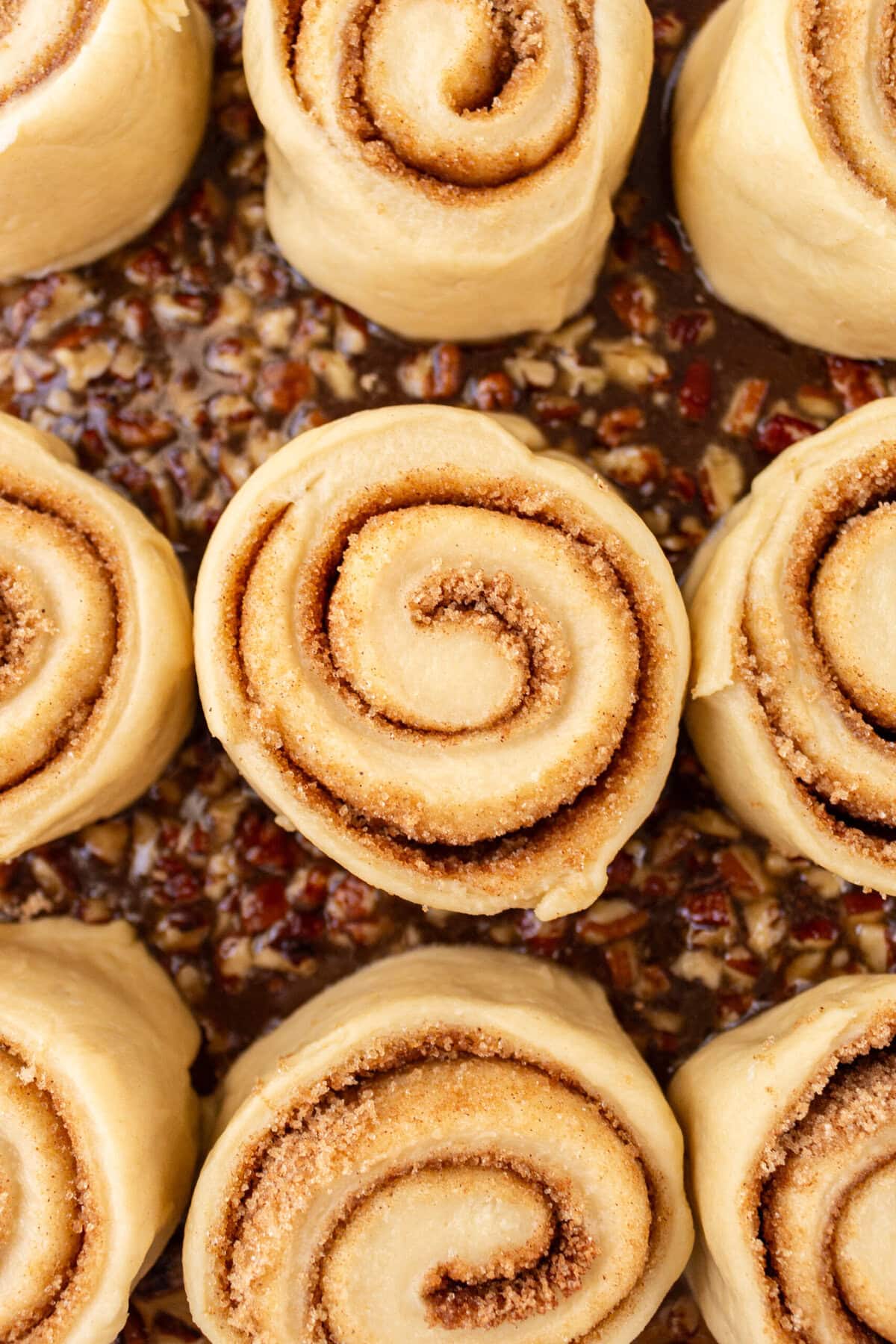 Sticky buns rising in a pan with caramel pecan sauce